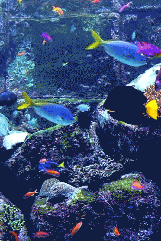 Animated Tropical Fish